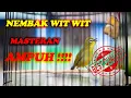 Download Lagu PLECI NEMBAK WIT WIT, MASTERAN HANDAL, BUKTIKAN !!!!!