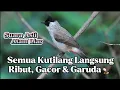 Download Lagu Pikat kutilang MUDAH HUTAN gacor memanggil lawan, semua kutilang langsung ngumpul🦅