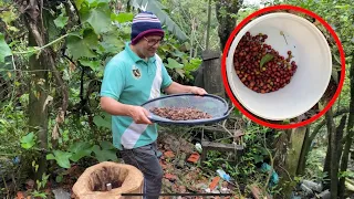 Como produzir seu próprio café | Da Planta à Xícara