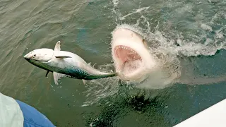 most insane shark clips