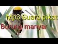Download Lagu Mp3 suara pikat burung manyar.