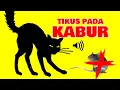 Download Lagu Suara Kucing Pengusir Tikus | Free Download MP3