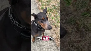 Good morning..  #fyp #dream #pets #doberman
