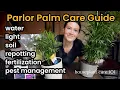 Parlor Palm Plant Care Tips - How To Water Lighting Propagate Repot Soil
