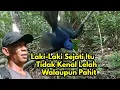 Lagu Tidak cukup satu bukit untuk mencari keberadaan burung konin - cucak ijo 