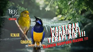 masteran kombinasi terapi air cungkok kenari gacor dor dijamin ampuh gampang masuk