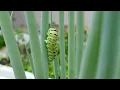 Black Swallowtail Butterfly Lifecycle