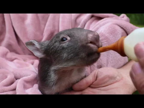 MEET GRACE THE WOMBAT! .