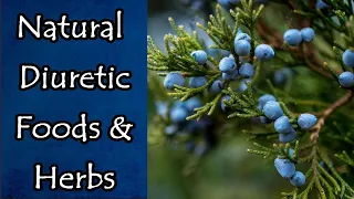 Download Natural Diuretic Foods and Herbs MP3