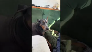 Sundays are for big breakfasts ! #fyp #sailing #cooking #pets #doberman