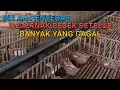 Download Lagu Penyebab Beternak Bebek Banyak Yang Gagal