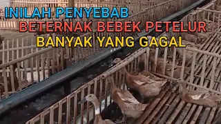 Download Penyebab Beternak Bebek Banyak Yang Gagal MP3