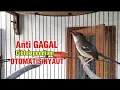 Download Lagu Pancingan ciblek semi agar cepat bunyi anti Gagal ciblek bisu pasti nyaut 