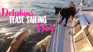 Dog Reacts to Dolphins | Sailboat Life  SMLS S11E17
