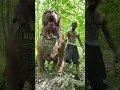 Anjing terbesar di dunia 😱😱