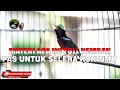 Download Lagu MATERI APA INI SEMOGA COCOK UNTUK MASTERAN KONINMU !! KONIN FULL ISIAN