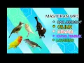 Download Lagu Masteran mp3 bwt semua jenis burung gaco'an kicau mania
