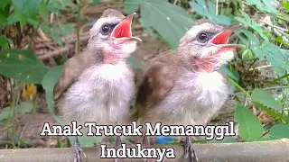 suara anakan burung trucuk memanggil induknya