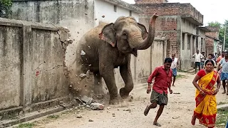 80 Wild Elephant Encounters Caught on Camera
