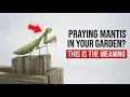 If a praying mantis visits your garden it s trying to tell you this