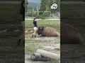 Lagu Despite warnings, woman approaches bison for selfie in Yellowstone