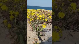 مدحت صالح نورتي قلبي  مدحت صالح نورتي قلبي