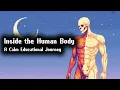 3 Hours of Human Anatomy Relaxed Learning Session