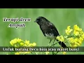Download Lagu terapi decu gacor | suara terapi decu gacor