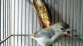 suara kemade betina gacor buat pancingan kemade jantan bikin emosi