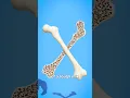 Download Lagu How Strong Are Human Bones? 🤔