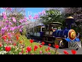 Hamamatsu Flower Park : The world's most beautiful garden of cherry blossoms and tulips!