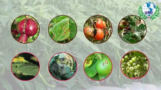 Bactricell - Powerful Bactericide for Healthy and Disease-Free Crops