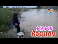 Download Lagu ยกยอห้วยแกงยามแลง ช่วงปลาขึ้นต้องรีบยกรีบตัก #ยกสะดุ้งปลาขาว #ยกยอปลาขาว