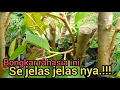 Lagu BONGKAR RAHASIA SAMBUNG SISIP DURIAN BATANG BESAR CABUTAN @Petani_kreatiff