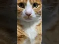Download Lagu Suara Kucing Manja