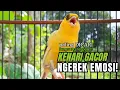 Download Lagu Pancingan KENARI GACOR - Cocok untuk Masteran kenari PAUD dan Kenari Macet bunyi - terapi kenari