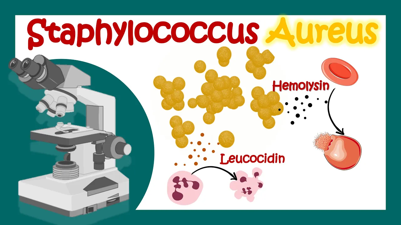 Outline Video Staphylococcus Aureus | Pathology | Microbiology | What is the best treatment for Staph aureus?
