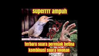 Download suara pikat perenjak betina kombinasi suara lolohan versi pemikat mantul MP3