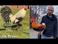 Mr Joe Brown Farm TOUR 2023 VICTOR SILVA Beautiful Birds