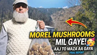 sabse kimti mashrooms mil gaye guchhi hunting in himalayas