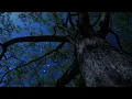 Crickets Owl Under the Starry Night Gentle Wind Through the Trees for Deep Sleep Relaxation