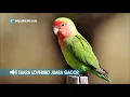 Download Lagu Suara Lovebird Juara Gacor Full Isian Masteran