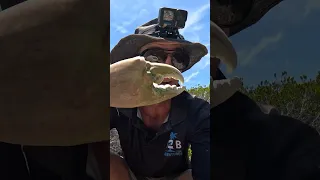 GIANT CRAB here somewhere! 🦀