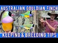 Australian Gouldian Finch Micks breeding keeping advice