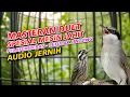 Lagu DUET MASTERAN JINGJING PETULAK \u0026 PELATUK BERAS | AUDIO JERNIH