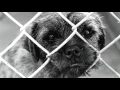 ASPCA SPEC Commercial