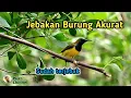 Lagu Menjebak Burung Pakai Jebakan Bongkar Pasang Lagi