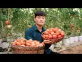 Download Lagu Watermelon Harvest, Guava fruit, Tomato, Take to market to sell
