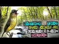 Download Lagu SUARA BURUNG OPIOR JAMBUL GACOR - PANCINGAN OPIOR JAMBUL DENGAN GEMERICIK AIR