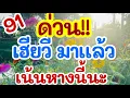 Download Lagu ดูด่วนๆ เลขเฮียวี มาแล้ว เน้นหางนี้นะ 16 ก.ค. 68 [EP.7]